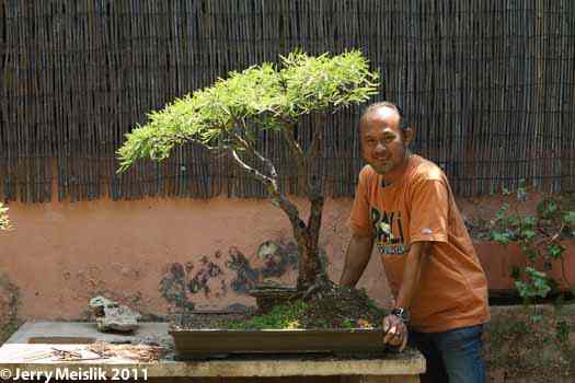 Robert and Acacai tree